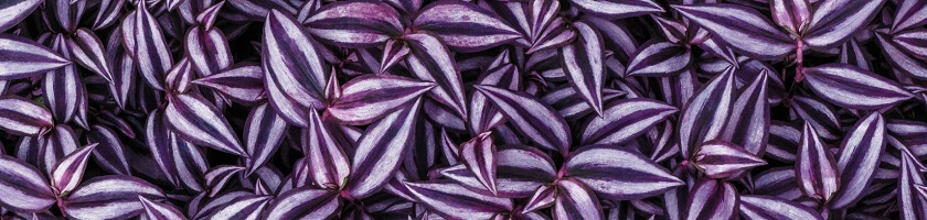 cover-plants-purple